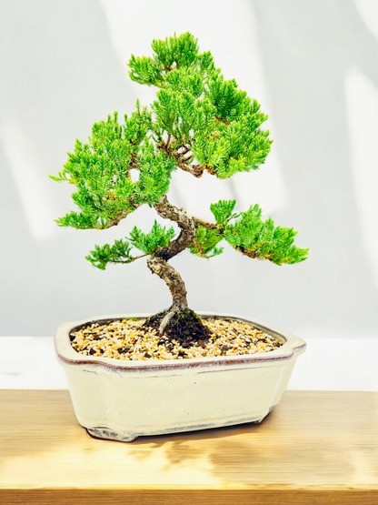 Advanced Twisted Trunk Juniper Squamata Bonsai Tree