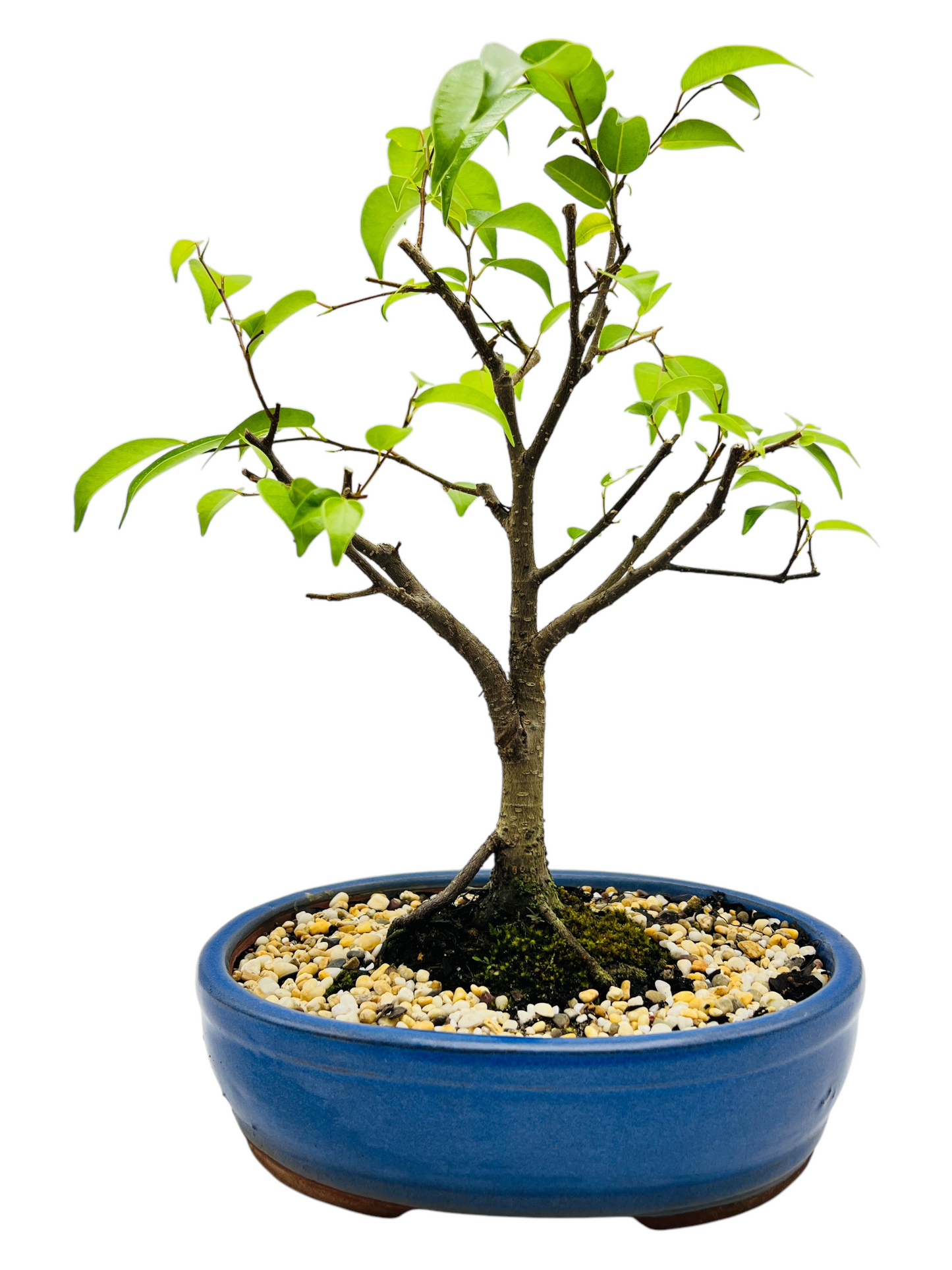 8 Inch Weeping Fig Bonsai Tree