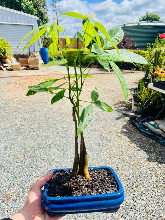 Triple Trunk Indoor Guiana Chestnut “Pachira Aquatica” Bonsai Tree 8 Inch 发财树