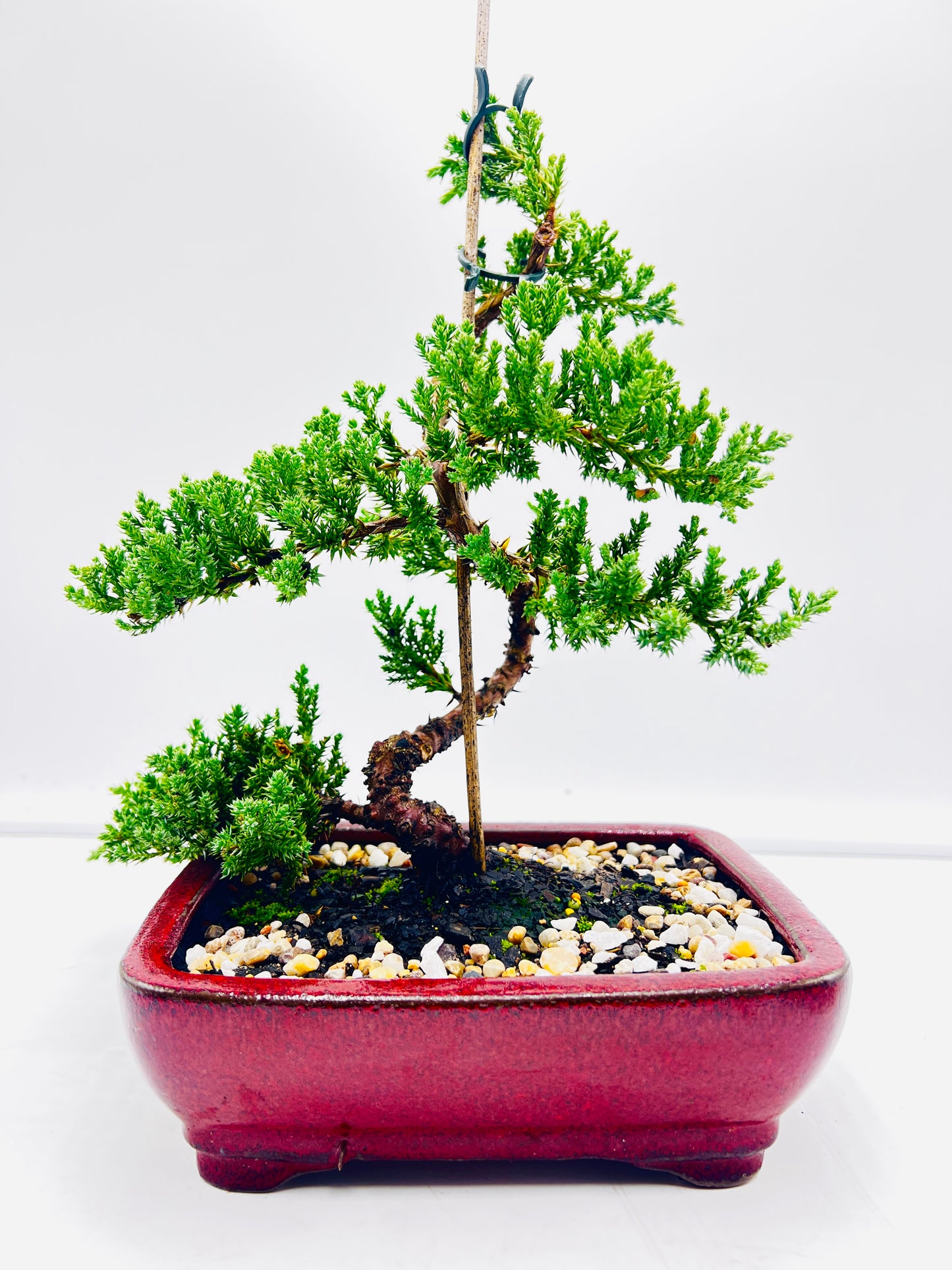 8 Inch Juniper Squamata Bonsai Tree - Red Rectangle Pot