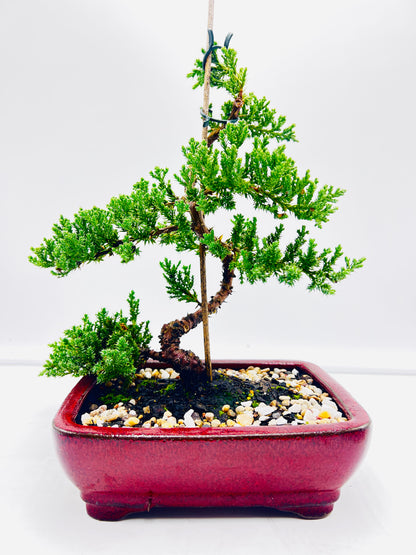 8 Inch Juniper Squamata Bonsai Tree - Red Rectangle Pot