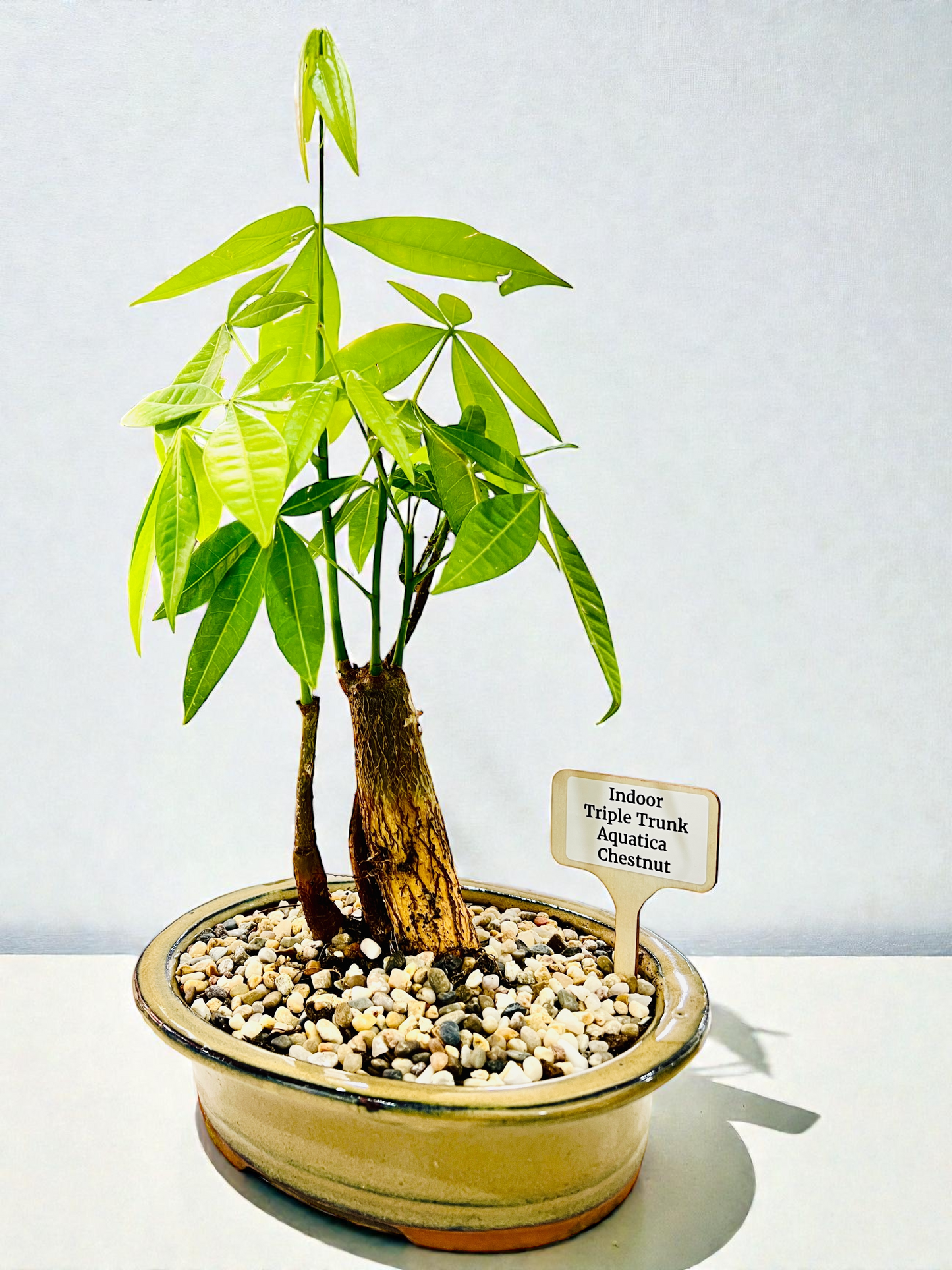 Triple Trunk Indoor Guiana Chestnut “Pachira Aquatica” Bonsai Tree 8 Inch 发财树