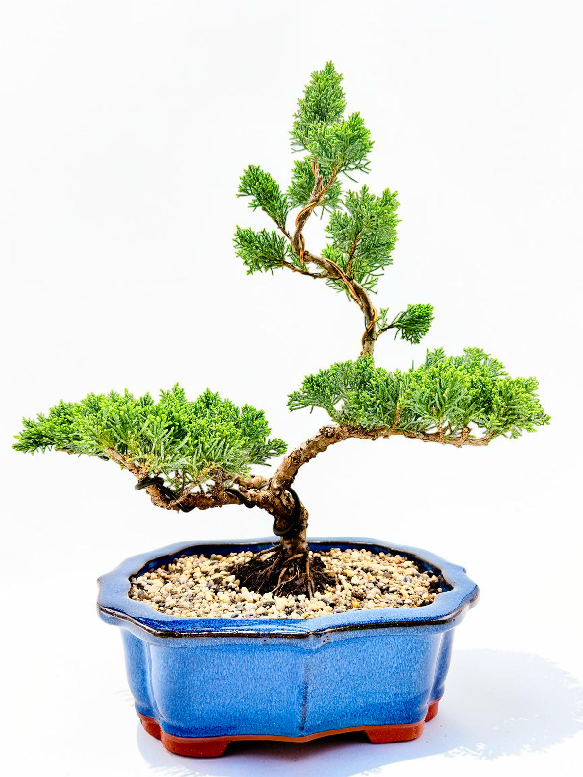 2013 Twisted Trunk Japanese Shimpaku Juniper Bonsai Tree