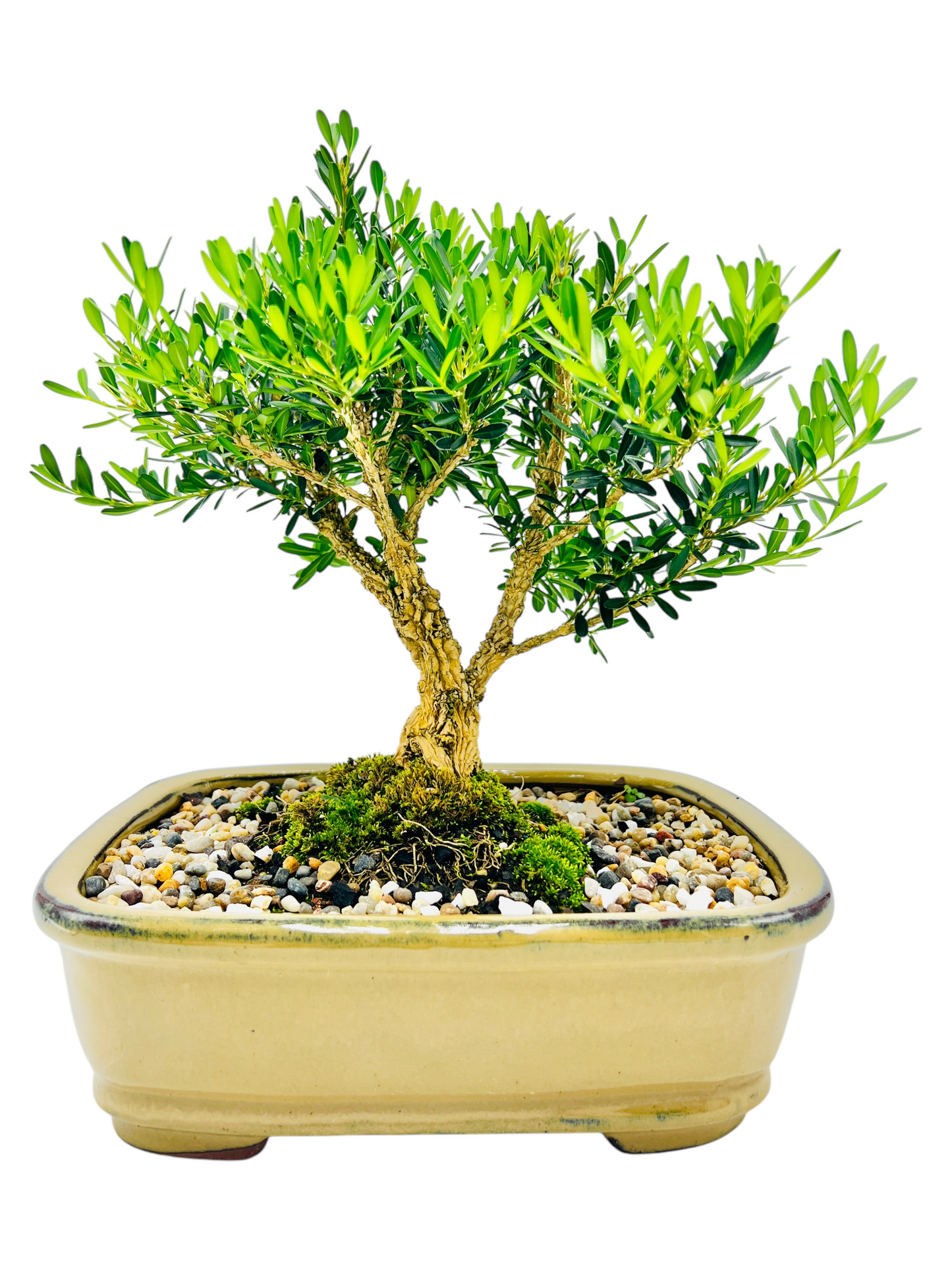 Harlandii Buxus 10" Bonsai Tree