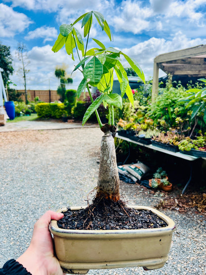 2018 Indoor Guiana Chestnut “Pachira Aquatica” Bonsai Tree 10 Inch 发财树