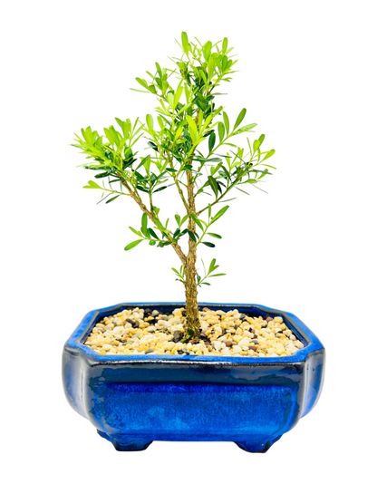 6” Harlandii Buxus Bonsai Tree