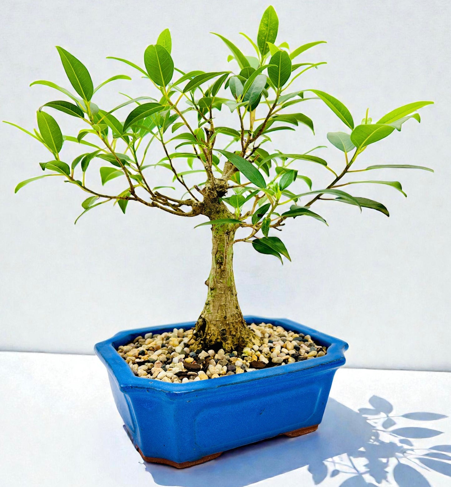 8 Inch Small Leaf Fig Bonsai Tree