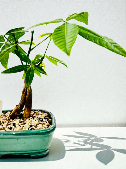 Triple Trunk Indoor Guiana Chestnut “Pachira Aquatica” Bonsai Tree 8 Inch 发财树