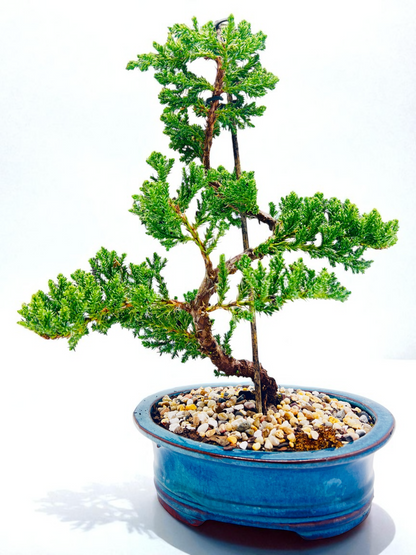 8 Inch Juniper Squamata Bonsai Tree - Teal Rectangle Pot