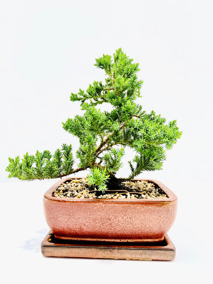 8 Inch Juniper Squamata Bonsai Tree With Saucer - Rustic Glazed Pot