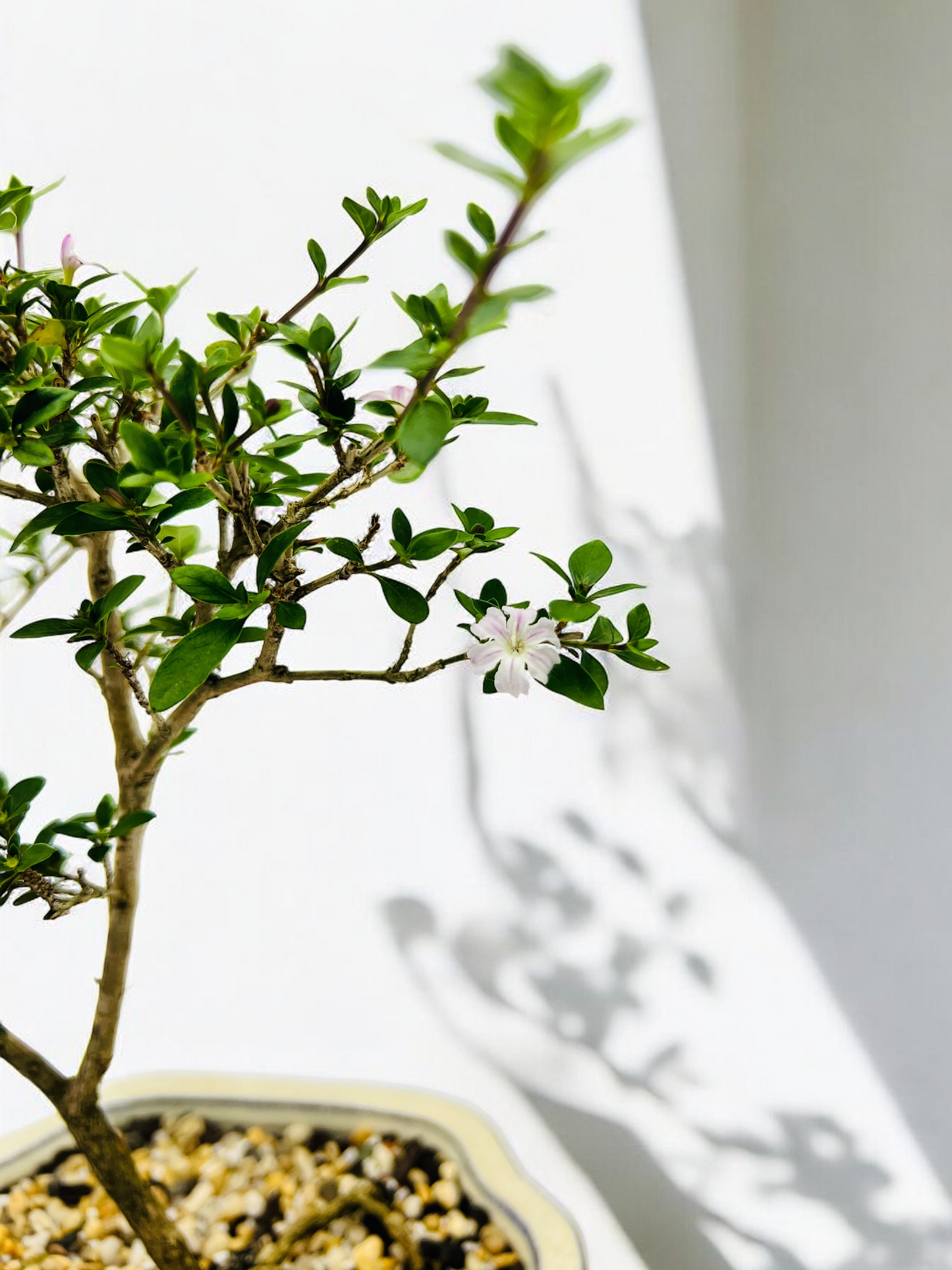 7 Inch Pink Flowering Serissa Bonsai Tree