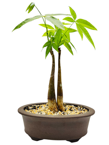 5 Leaves Twin Trunk Indoor Guiana Chestnut “Pachira Aquatica” Bonsai Tree 8 Inch 发财树