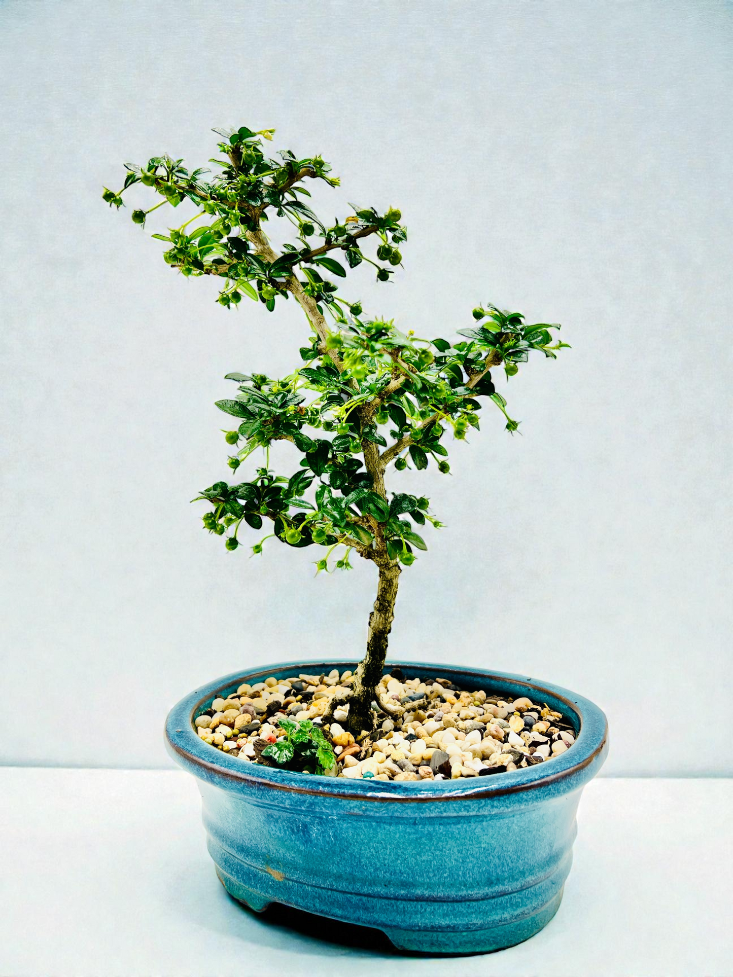8” Fukien Tea Bonsai Tree