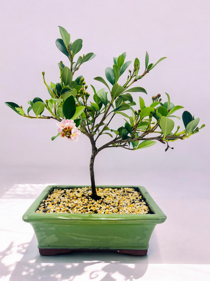 Hawthorn “Cherry Blossom” Bonsai Tree