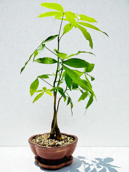 Twin Trunk Indoor Guiana Chestnut “Pachira Aquatica” Bonsai Tree 8 Inch 发财树