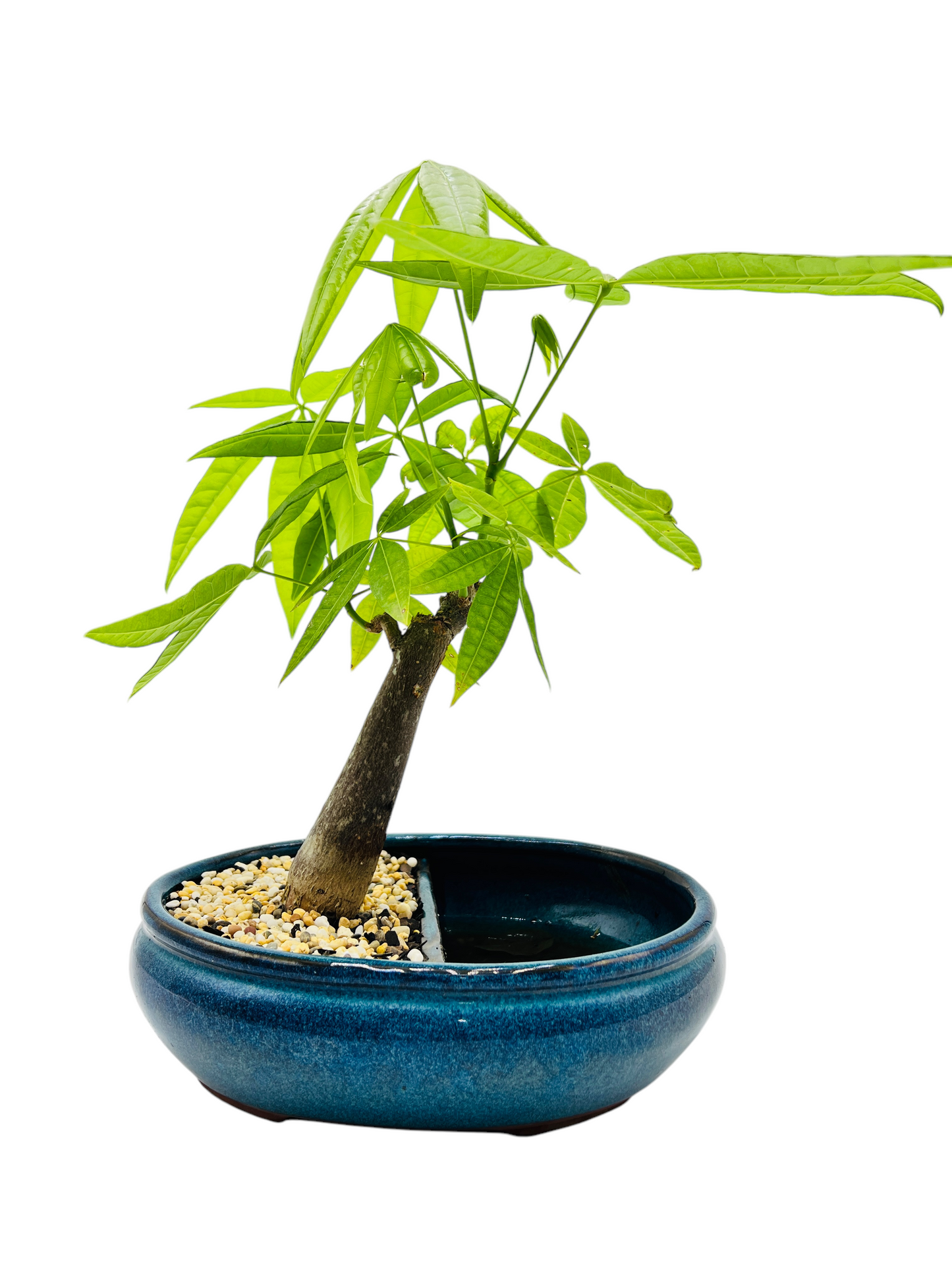 5 Leaves Twin Trunk Indoor Guiana Chestnut “Pachira Aquatica” Bonsai Tree 10 Inch 发财树