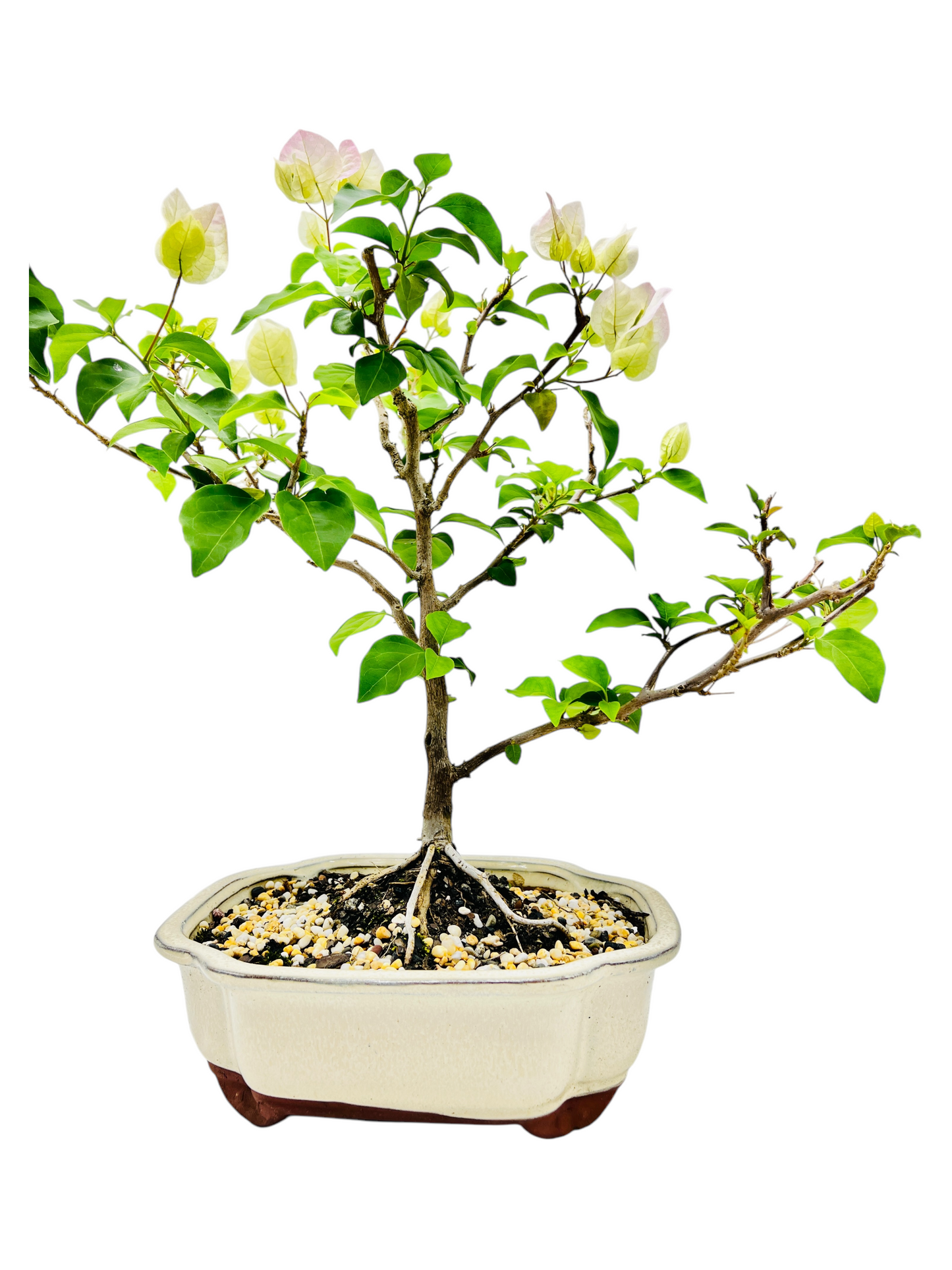 10” White/Pink Flowering Bougainvillea Bonsai Tree