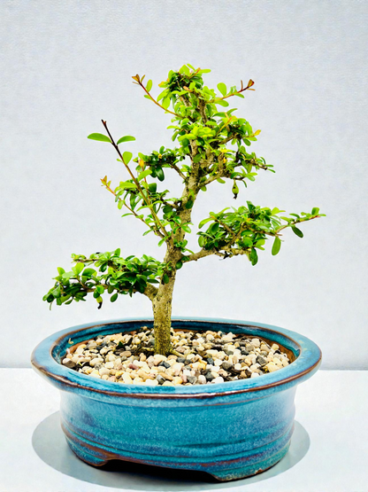 8 Inch Neea Buxifolia Bonsai Tree - Dark Green Pot