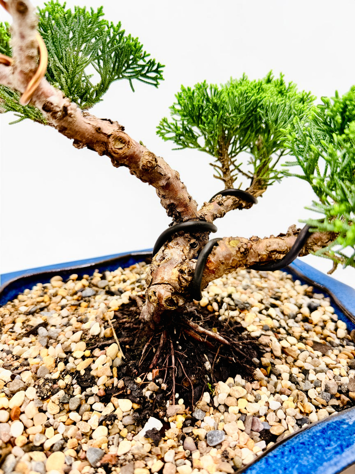 2013 Twisted Trunk Japanese Shimpaku Juniper Bonsai Tree