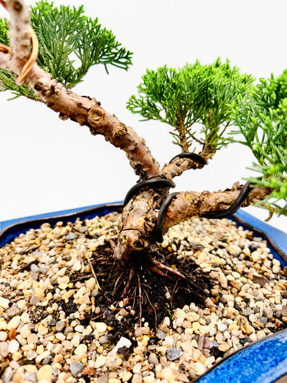 2013 Twisted Trunk Japanese Shimpaku Juniper Bonsai Tree