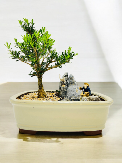 Rock Feature Harlandii Buxus Bonsai Tree 12 Inch