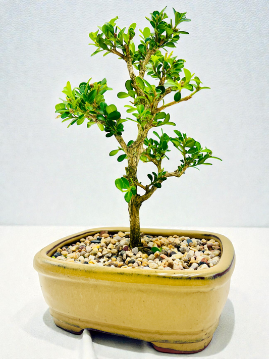 Japanese Boxwood 8" Bonsai Tree - Yellow Pot