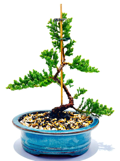 8 Inch Juniper Squamata Bonsai Tree - Teal Oval Pot