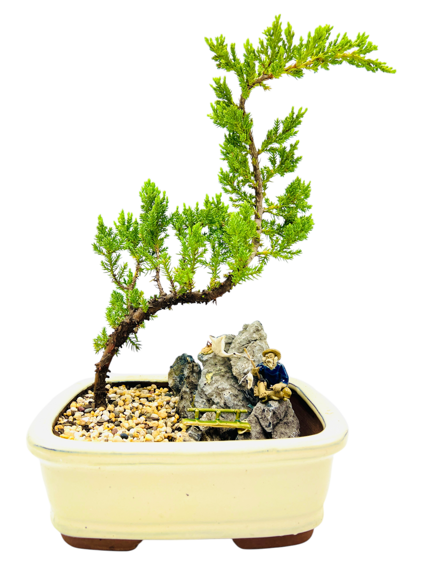 8 Inch Juniper Bonsai Tree With Rock Feature (Rectangular)