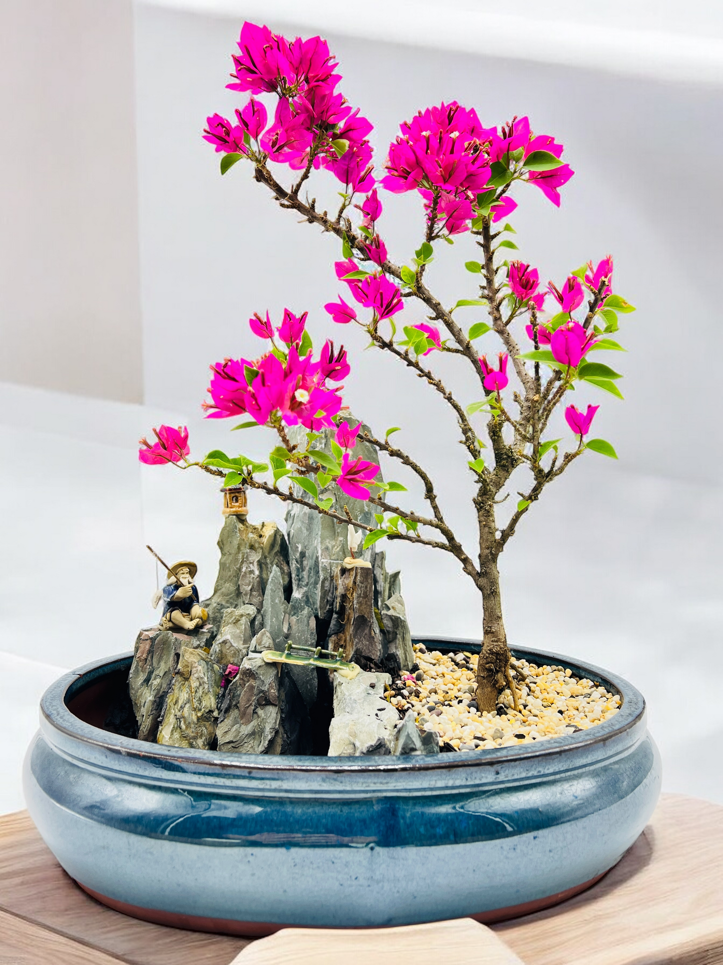 14 Inch Bougainvillea Rock Feature Bonsai Tree