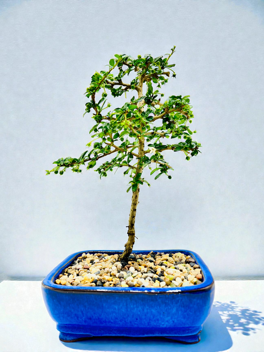8” Fukien Tea Bonsai Tree