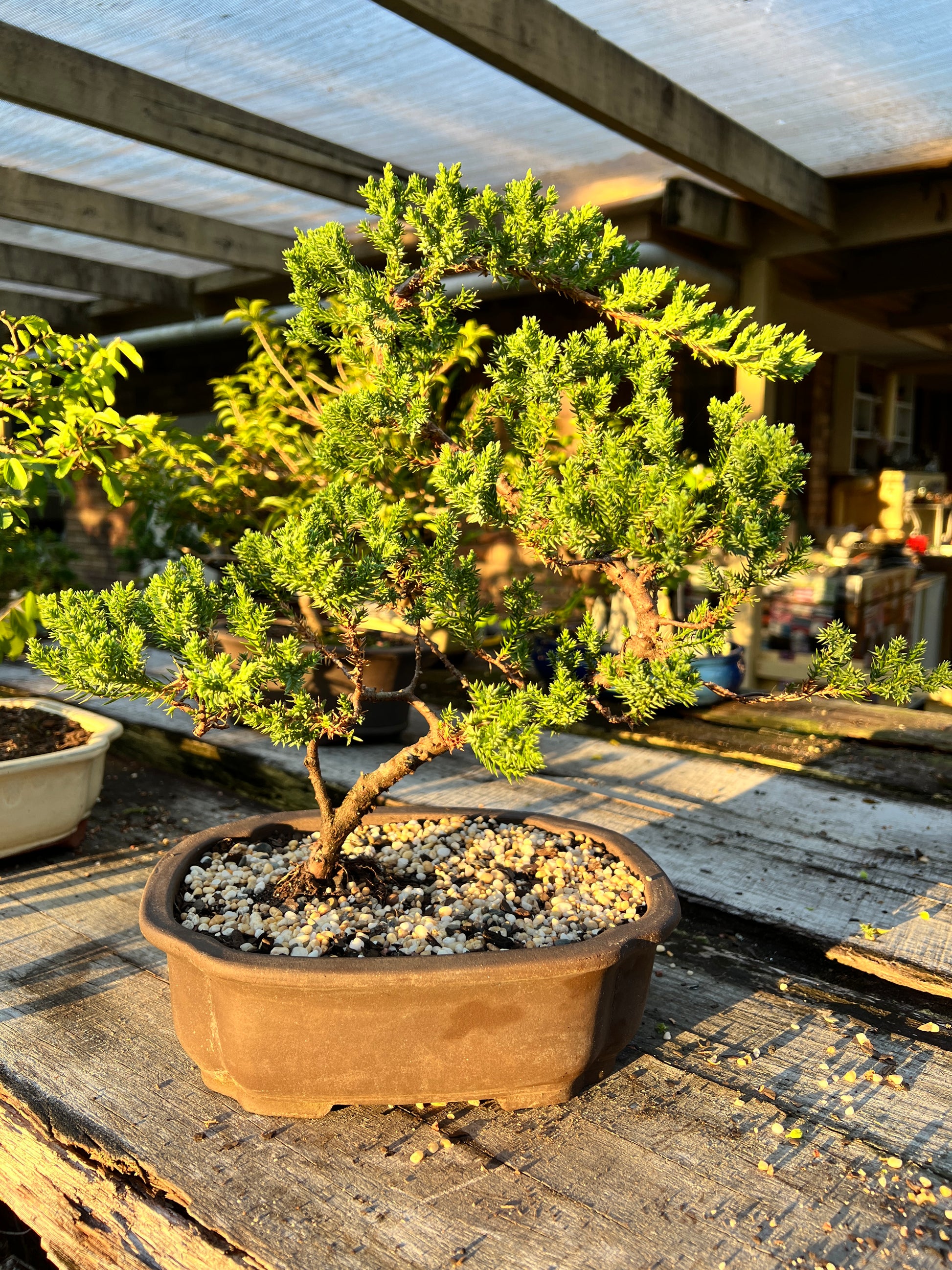 Juniper Squamata Bonsai Tree 10 Inch - Bonsai Gifts Nursery