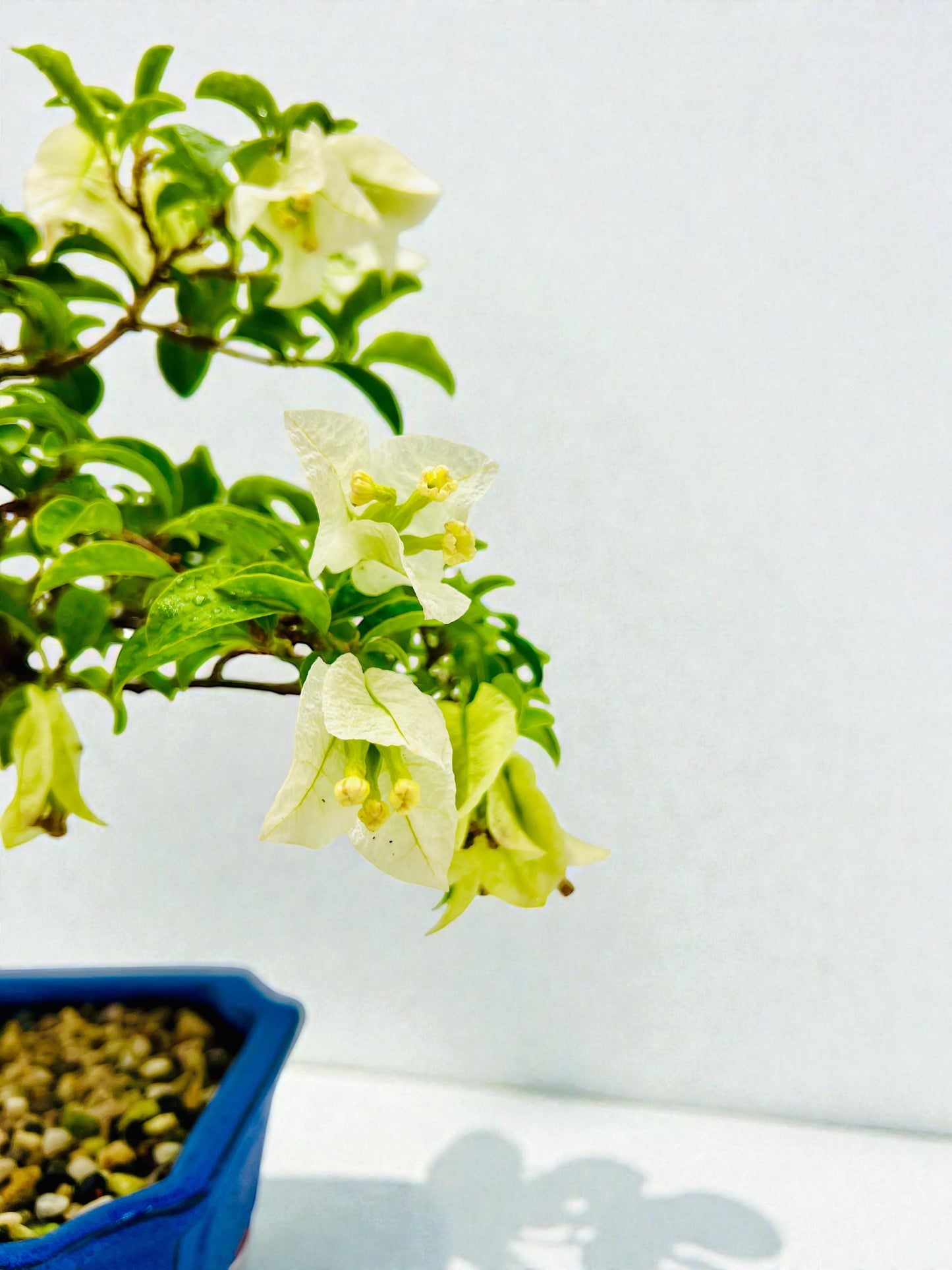 8” White Bougainvillea 40cm Tall