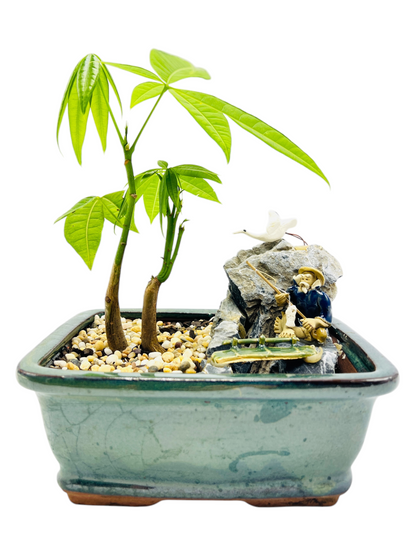 Rock Feature Twin Trunk Indoor Guiana Chestnut “Pachira Aquatica” Bonsai Tree 7 Inch 发财树