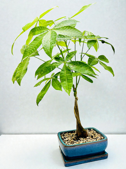 Triple Braided Trunk Indoor Guiana Chestnut “Pachira Aquatica” Bonsai Tree 8 Inch With Saucer发财树