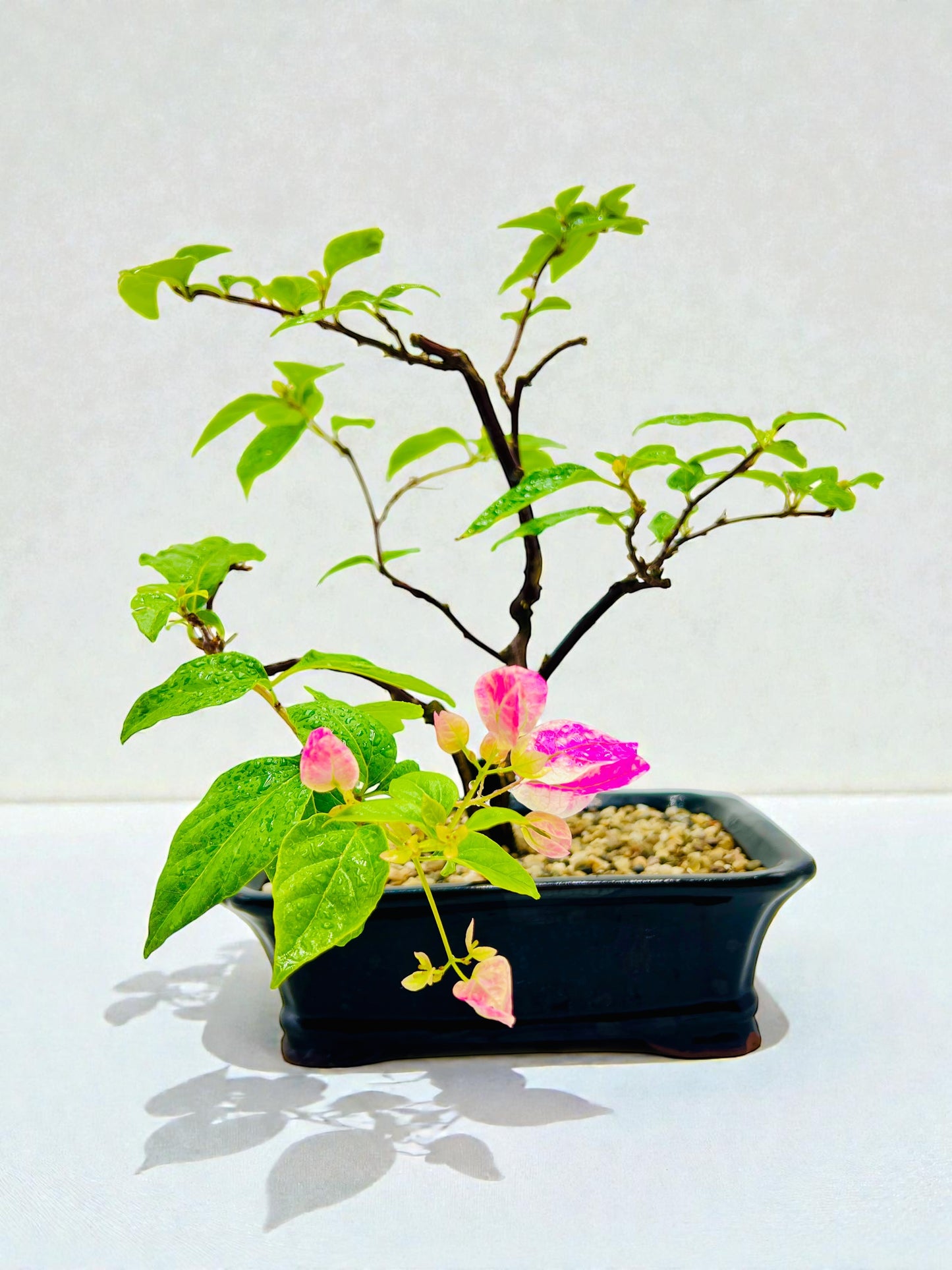 10” White Pink Hybrid Bougainvillea Bonsai Tree - Carved Trunk