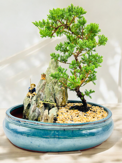 14" Juniper With Rock Feature Bonsai Tree