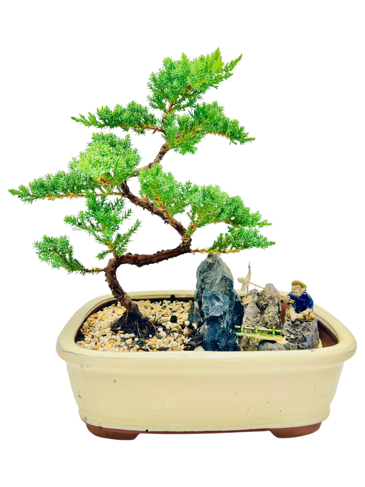 12 Inch Juniper Bonsai Tree With Rock Feature