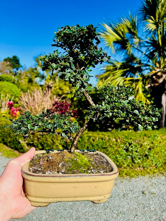 8 Inch Japanese Dwarf Holly Bonsai Tree - Yellow Rectangle Pot