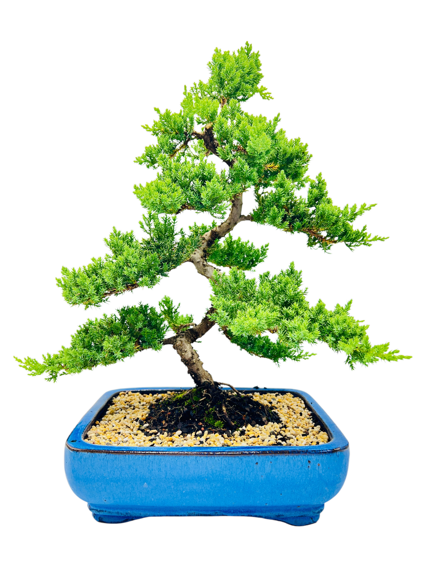 Advanced Twisted Trunk Juniper Squamata Bonsai Tree