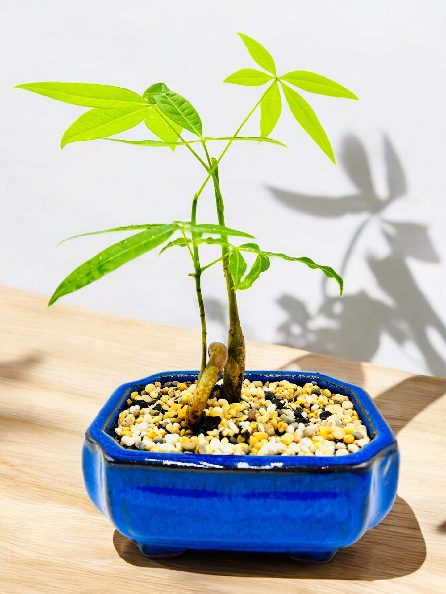 5 Leaves Twin Trunk Indoor Guiana Chestnut “Pachira Aquatica” Bonsai Tree 6 Inch 发财树