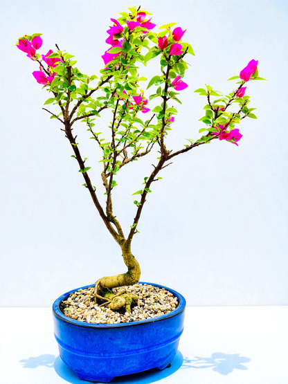 12” Pixie Pink Bougainvillea 10 Years Old 70cm Tall