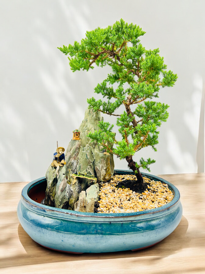 14" Juniper With Rock Feature Bonsai Tree