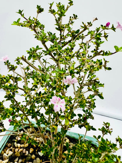8 Inch Japanese Pink Flowering Serissa Bonsai Tree With Saucer