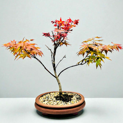 Japanese Red Maple Bonsai Tree