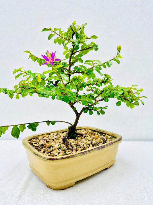 10 Inch Lavender Star Bonsai Tree