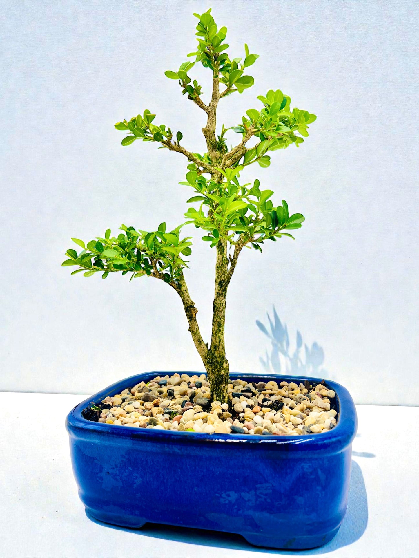 Japanese Boxwood 8" Bonsai Tree - Blue Pot