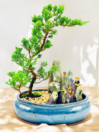 14" Juniper With Rock Feature Bonsai Tree