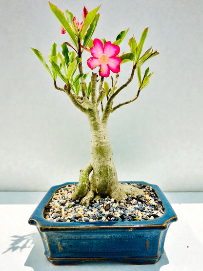 10 Year Old Mature Desert Rose Bonsai Tree - Pink Flowers