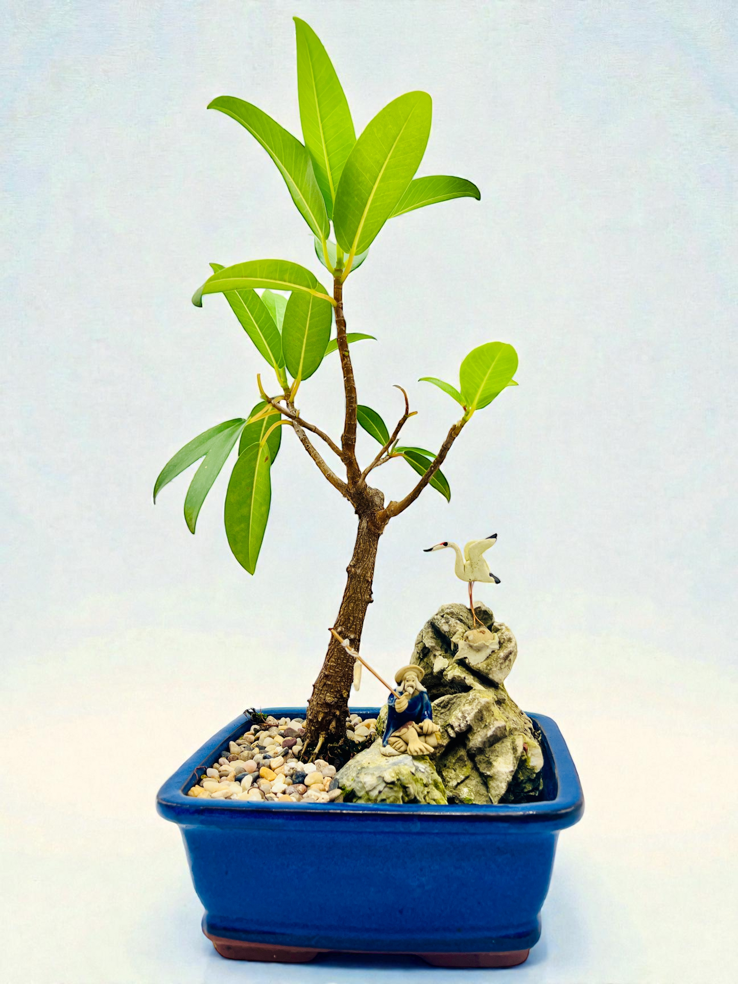 Rock Feature Small Leaf Fig Bonsai Tree 7 Inch