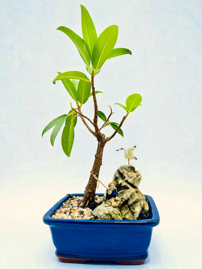 Rock Feature Small Leaf Fig Bonsai Tree 7 Inch